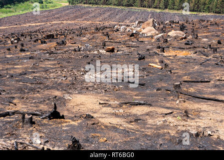 Un site de plantation forestière est brûlé pour effacer les résidus forestiers après la récolte dans la région de Kwa-Zulu Natal, Afrique du Sud. Banque D'Images