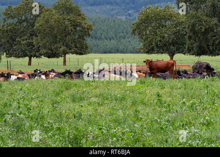 Un troupeau de vaches se reposant dans un champ bordé d'arbres dans les Midlands du Natal, Afrique du Sud. Banque D'Images