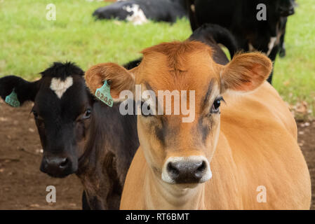 De jolies jeunes vaches avec des marques auriculaires pour l'identification dans les Midlands du Natal, Afrique du Sud. Banque D'Images