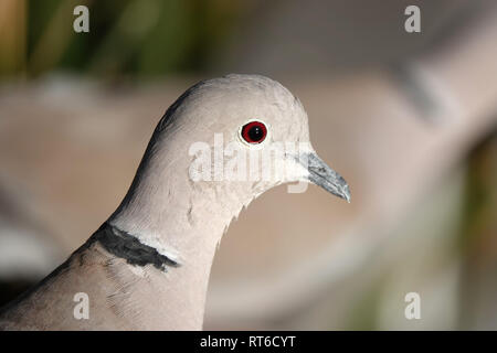 Grèbe huppé (Streptopelia decaocto) en Arizona, chef close-up Banque D'Images