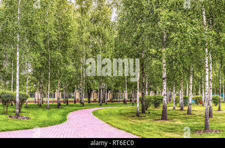 Birch Grove dans le parc printemps de Mezhyhirya près de Kiev, Ukraine. Banque D'Images