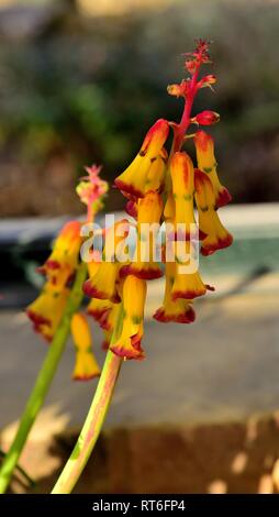 Lachenalia aloides quadricolor Banque D'Images