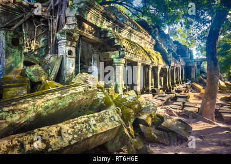 Ta Prohm temple à Angkor. Siem Reap. Cambodge Banque D'Images