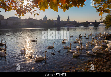 Prague - Le pont Charles et les cygnes sur la rivière Vltava. Banque D'Images