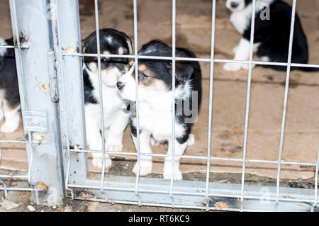 Deux magnifiques chiots dans la cage de l'abri, refuge d'animaux, chiens de sauvetage, le travail bénévole Banque D'Images