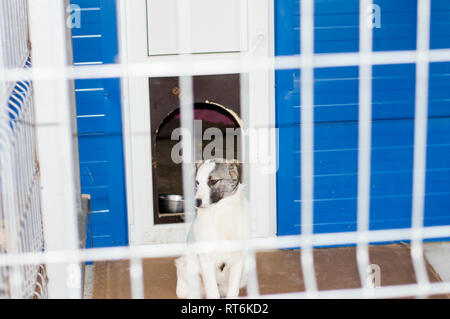Chien derrière les barreaux dans l'abri maison, refuge d'animaux, chiens de sauvetage, le travail bénévole Banque D'Images