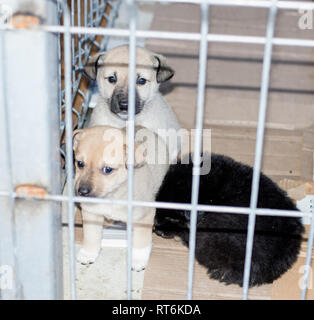 Trois petits chiots dans la cage de l'abri, refuge d'animaux, chiens de sauvetage, le travail bénévole Banque D'Images