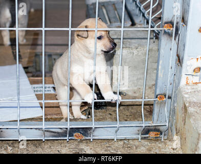 Chiot beige peeking through les barres dans le refuge, refuge d'animaux, chiens de sauvetage, le travail bénévole Banque D'Images