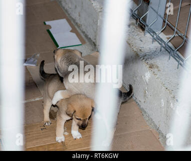 Deux chiots beige jouer dans l'abri, refuge d'animaux, chiens de sauvetage, le travail bénévole Banque D'Images