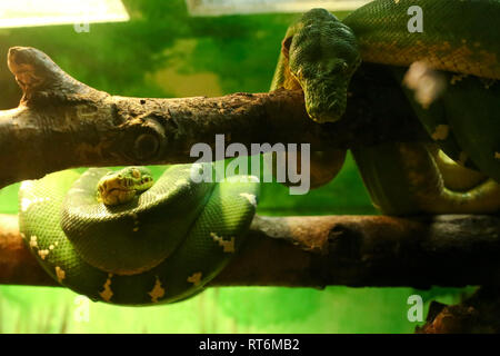 Deux serpents au Zoo de Philadelphie Banque D'Images