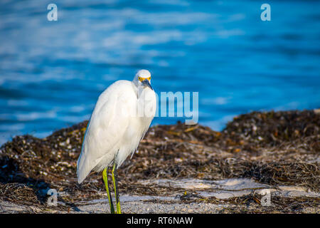 Une Aigrette neigeuse à Anna Maria Island, Floride Banque D'Images