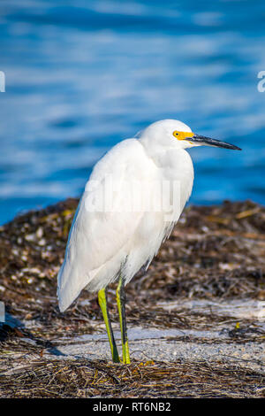 Une Aigrette neigeuse à Anna Maria Island, Floride Banque D'Images