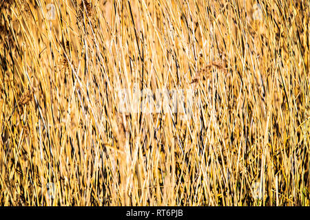 Roselière affiche l'arrière-plan Banque D'Images