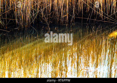 Roselière affiche l'arrière-plan Banque D'Images