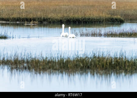 Couple de cygne tuberculé nager à Pagham lake, West Sussex Banque D'Images