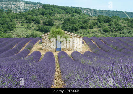 Une photo de la belle domaine de Provance au cours de l'été et plein de lavande en fleur. Banque D'Images