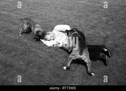 John Surtees avec son animal de compagnie chiens Boxer 1966 Banque D'Images