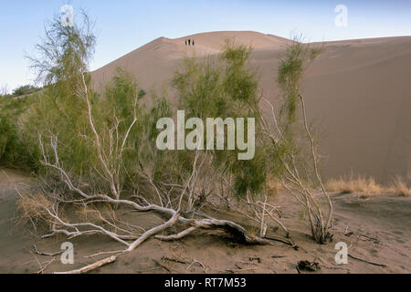 Singing Sands dune de sable avec black saxaul (Haloxylon ammodendron), Altyn Emel National Park, au Kazakhstan. Banque D'Images