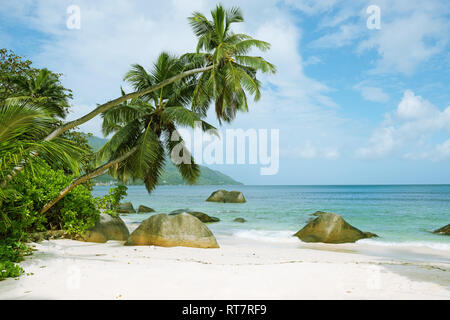 Palmier sur la plage tropicale aux Seychelles, l'île de Mahé, Beau Vallon Banque D'Images