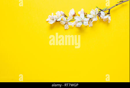 Fleurs d'amandier et de minuscules feuilles vertes sur fond de couleur jaune vif, copy space Banque D'Images