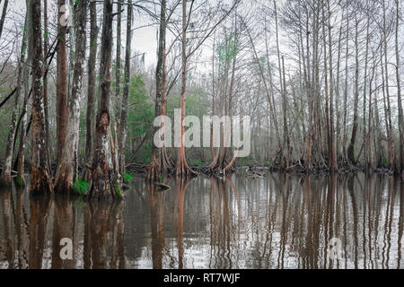 Marais de Louisiane, vue typique d'un milieu humide le long de la rivière des Perles dans le bayou de Louisiane, USA. Banque D'Images