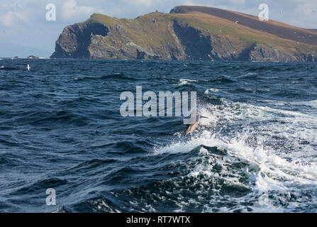 À bec court dauphin commun (Delphinus delphis), Bray Head, Valentia Island, Ring de Kerry, Iveragh, comté de Kerry, Irlande, Europe Banque D'Images