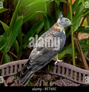Baza pacifique / Crested Hawk, Aviceda subcristata, Australian raptor à l'état sauvage sur banc de jardin contre le feuillage vert en arrière-plan Banque D'Images