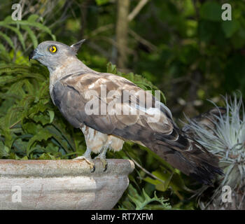 Baza pacifique / Crested Hawk, Aviceda subcristata, raptor australien à l'état sauvage au jardin bain d'oiseaux contre le feuillage vert en arrière-plan Banque D'Images