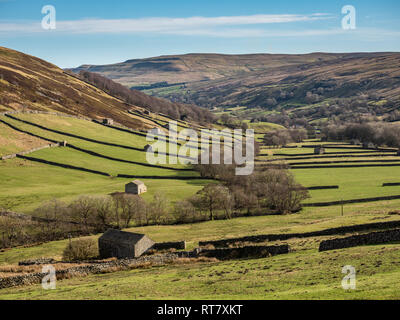 Swaledale dans le Yorkshire Dales National Park ses parties supérieures sont particulièrement remarquables en raison de son grand ancien domaine des granges en pierre calcaire , murs Banque D'Images