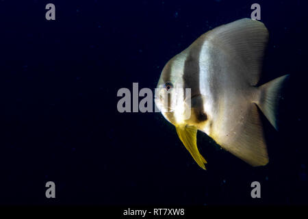 Portrait de poissons chauve-souris platax aux Maldives Banque D'Images