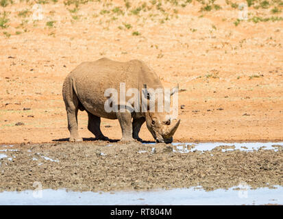 Un rhinocéros blanc par un point d'eau dans le sud de la savane africaine Banque D'Images