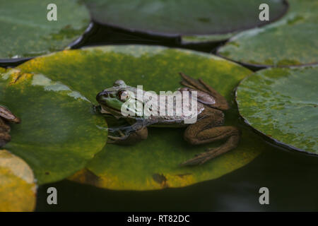 Cute little frog reposant sur des feuilles de lily dans un étang Banque D'Images