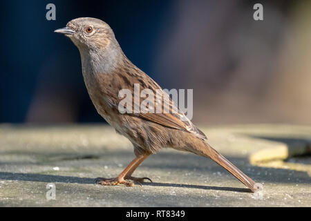 Nid, parfois également appelé un Hedge Sparrow, ou orangée, la couverture au printemps, posant dans un jardin arrière à Londres, Angleterre Banque D'Images