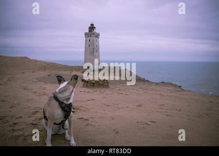 Le Danemark, le Nord du Jutland, chien regardant Rubjerg Knude Phare à heure bleue Banque D'Images