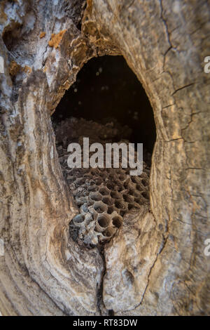 Ancienne hornet avec nid d'abeilles dans un arbre creux Banque D'Images