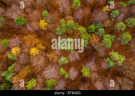 Allemagne, Bavière, souabe frankenwald, vue aérienne de la forêt en automne d'en haut Banque D'Images