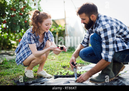 Les semis de tomates. La culture des tomates dans la serre Banque D'Images