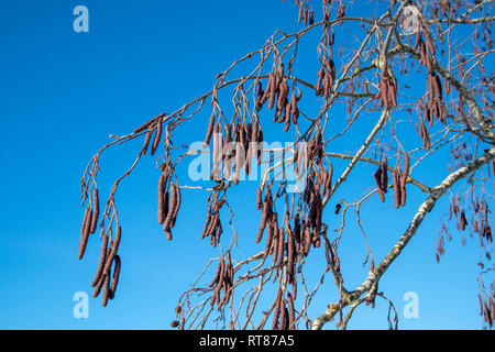 Alnus glutinosa aulne européen, branches sur fond de ciel bleu, la Finlande Banque D'Images