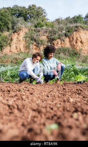 La plantation des semis de laitue couple in vegetable garden Banque D'Images