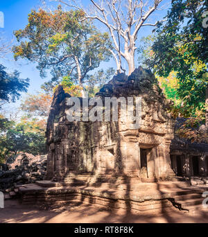 Ta Prohm temple à Angkor. Siem Reap. Cambodge Banque D'Images