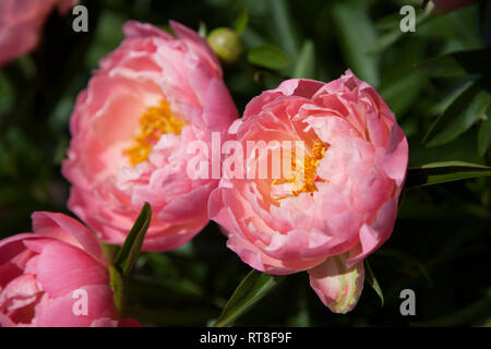 Les Pivoines rose poussant dans le jardin, au soleil, dans un jardin en Angleterre Banque D'Images