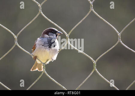 Un Moineau perché dans la boucle d'un haut Grillage - un concept d'esprit libre comme l'oiseau est assez petit pour être en mesure de se déplacer librement au travers de la barrière Banque D'Images