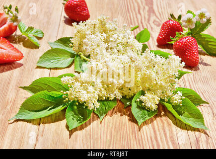 Fleurs de Sureau fraîches en été Banque D'Images