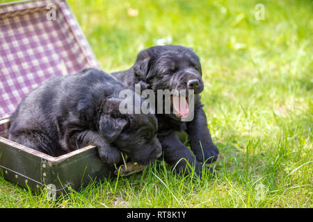 Deux chiots labrador noir s'asseoir dans une valise debout sur l'herbe dans le jardin d'été Banque D'Images