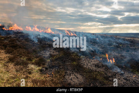 Flammes embraser/landes landes pendant une période sèche le long de la North York Moors à la fin de l'hiver près de Goathland, Yorkshire, UK Banque D'Images