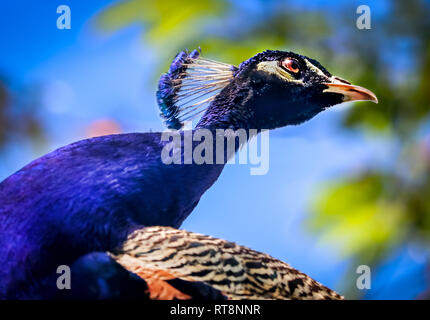 Peacock face portrait avec de beaux yeux et blue sky background with copy space Banque D'Images