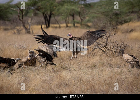 Coprin micacé ou vautour nubien, Torgos tracheliotos, atterrissant sur kill, avec groupe de vautours à dos blanc, Samburu Game Reserve, Kenya Banque D'Images