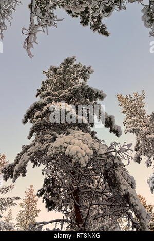 Un arbre de pin couverte de neige se profile dans l'assombrissement sky au coucher du soleil sur une froide journée d'hiver. Banque D'Images