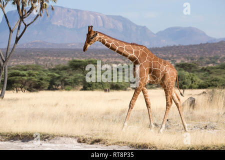 Girafe réticulée ou Somali, Giraffa camelopardalis reticulata, dans des prairies semi-arides, Buffalo Springs National Reserve, Kenya