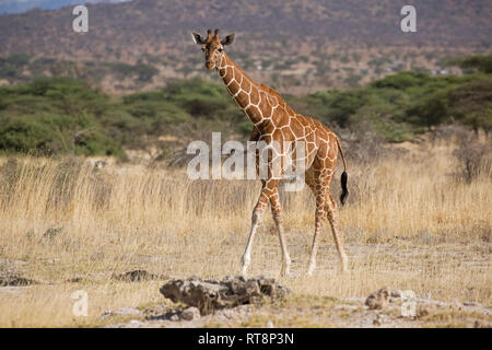 Girafe réticulée ou Somali, Giraffa camelopardalis reticulata, dans des prairies semi-arides, Buffalo Springs National Reserve, Kenya Banque D'Images